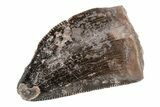 Dimetrodon Tooth - Texas Red Beds #208343-1
